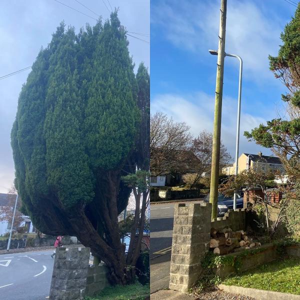 Gower Tree Work Specialists