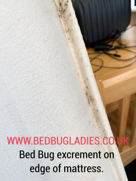 Bed Bug Ladies LTD