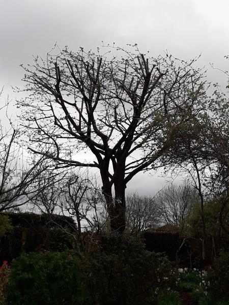 Craggwood Tree Care