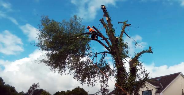 Bury Tree Surgeon