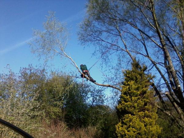 Mark Brumpton Tree Services