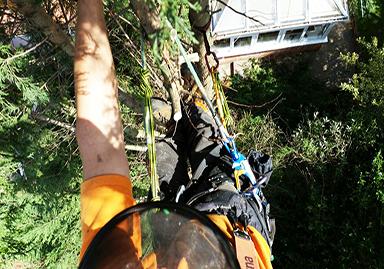 Tree Pro's (Tree Surgeon