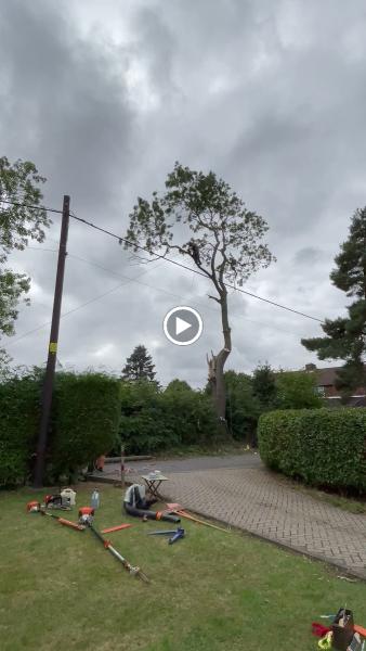 Precision Tree Services Ltd