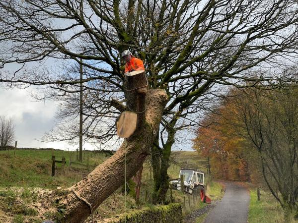 Precision Tree Services Ltd