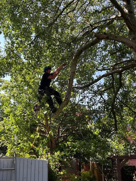 Advanced Tree Surgeon SaintAnnes