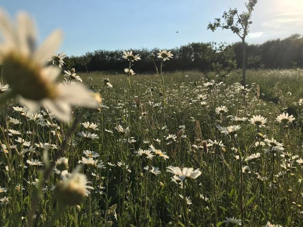 Anna Sissons Garden Design