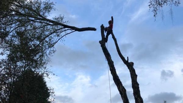 Timberwolf Tree Services