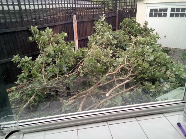 Tony King Garden & Tree Services