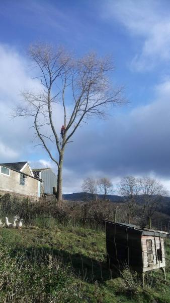 G W Tree Services