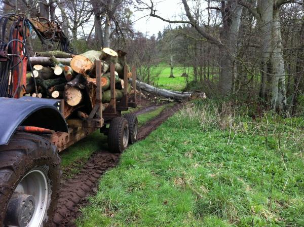 Lothian Tree Specialists