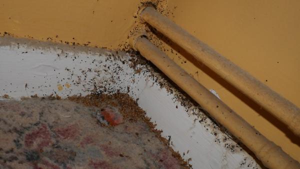 Pestevo Pest Control Blackburn