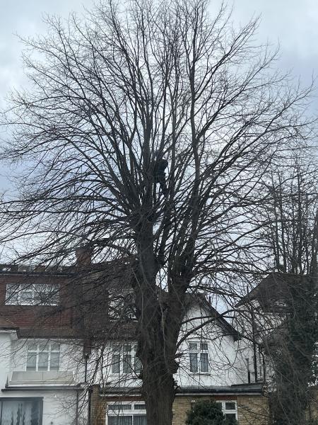 GPC Tree Surgeons