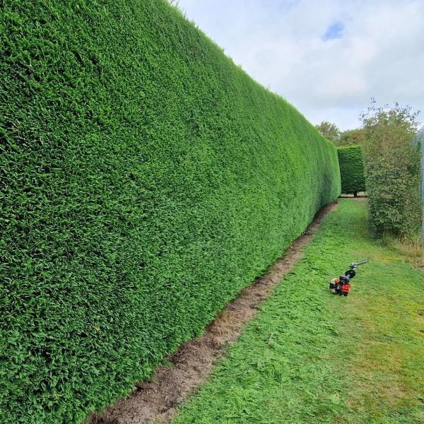 Shear Perfection Garden Maintenance