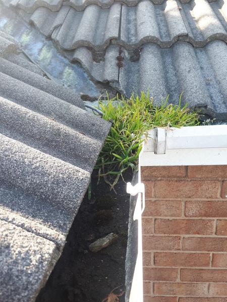 Tom's Window & Gutter Cleaning