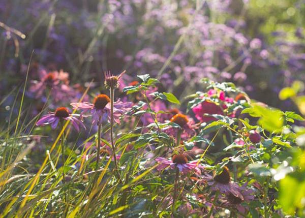 Ann-Marie Powell Gardens