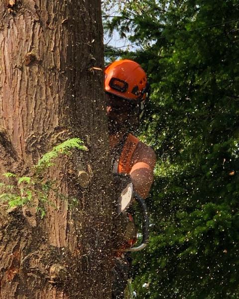 Lorimer Tree & Landscape Services