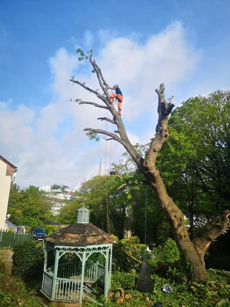Tomlinson Trees Contractors Ltd
