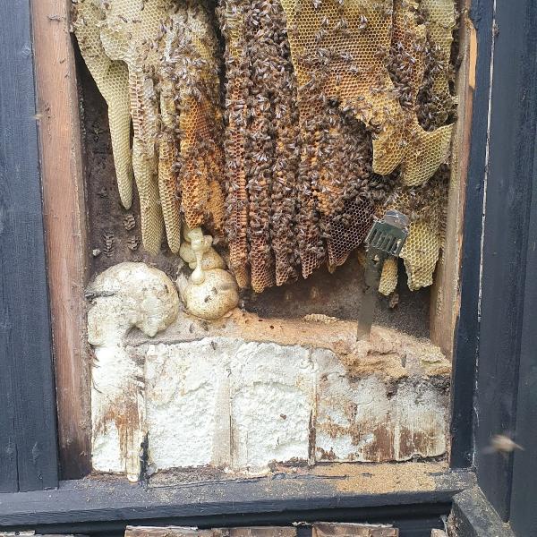 ABM Pest Control