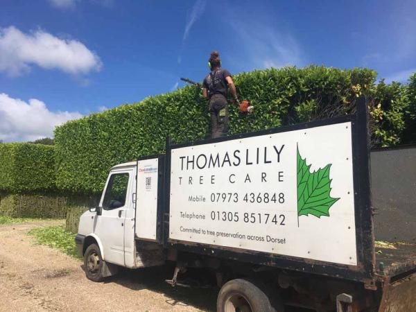 Thomas Lily Tree Care