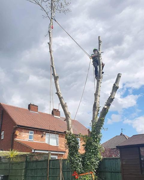 Commando Climbers Tree Specialists