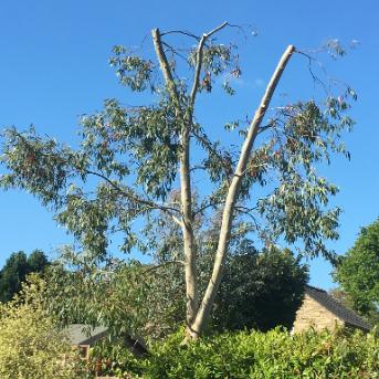 Treetops Tree Surgery