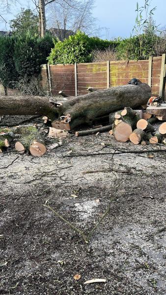 Woodlands Tree Work