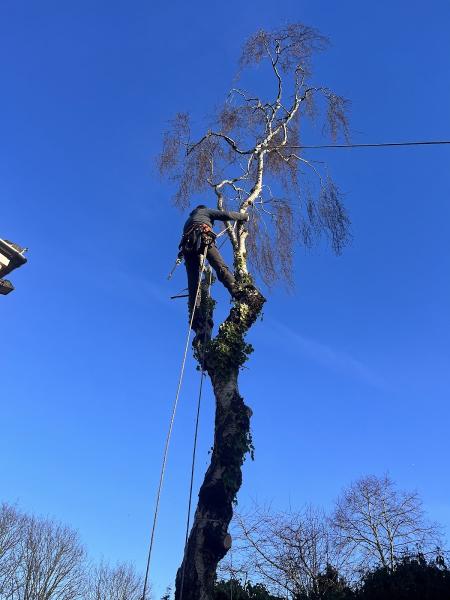 Woodlands Tree Work