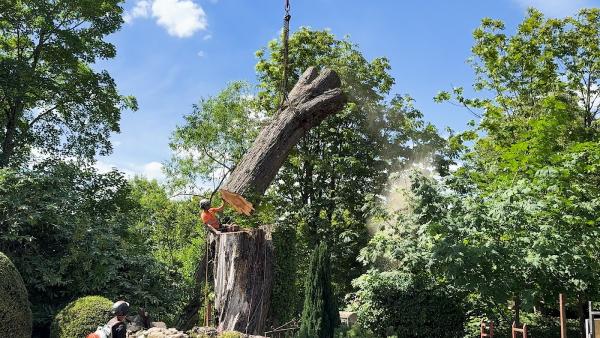 Top Leaf Tree Services