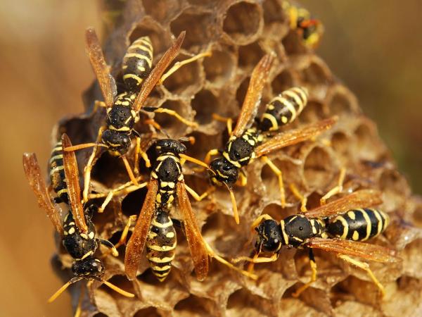 Abbotstone Pest Control