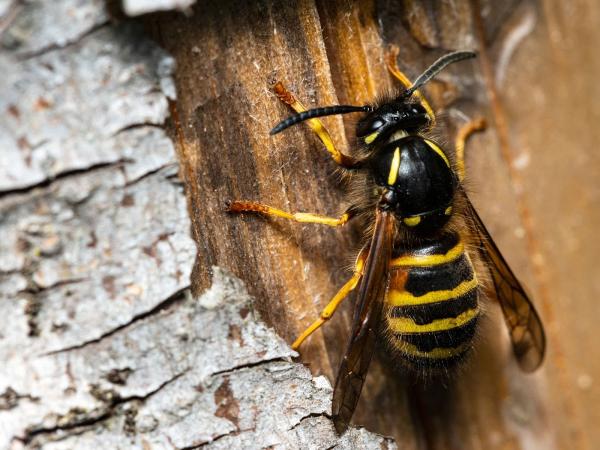 Abbotstone Pest Control