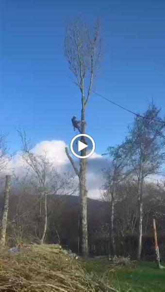 Darach Tree Care