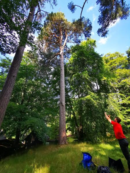 Darach Tree Care