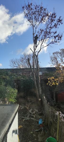 Top Notch Tree Care