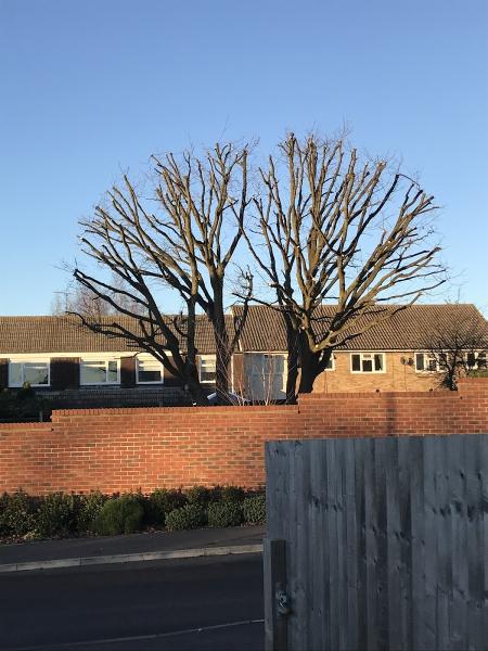 HRJ Tree Services LTD