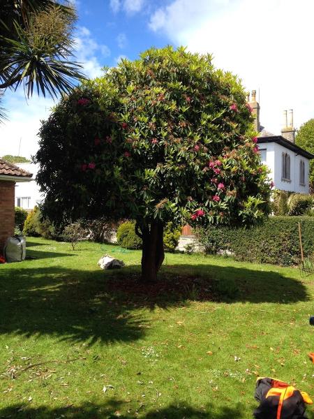 Arron Giffen Tree Surgeon