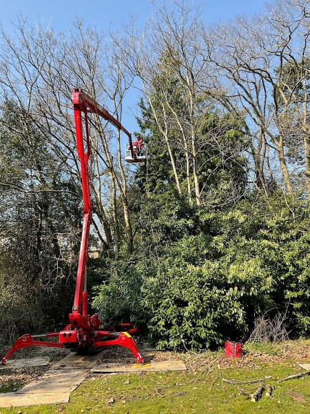 Roots and Shoots Tree Surgery