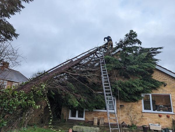 W. Harris Tree Surgery Ltd