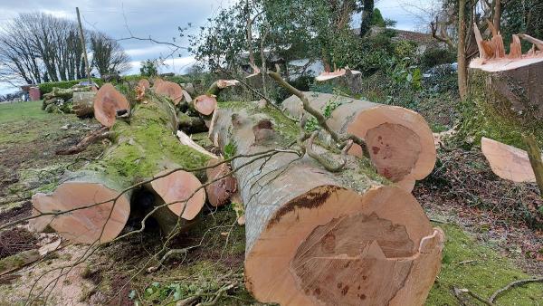 Tree Two One (Tree Surgeon)