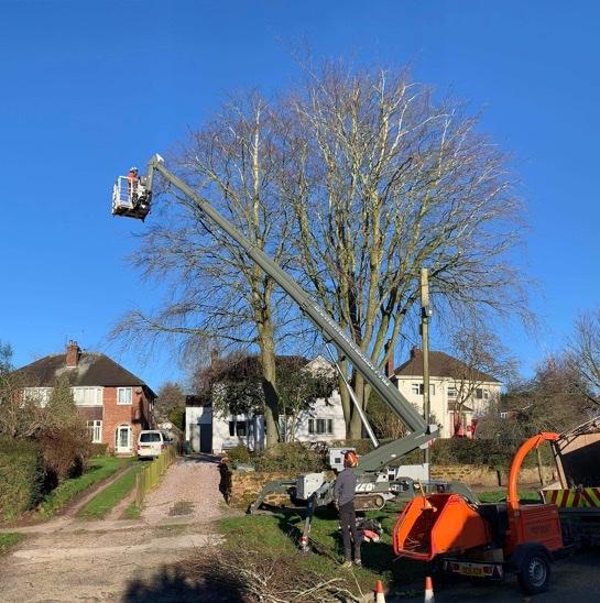 Tree Works Chester