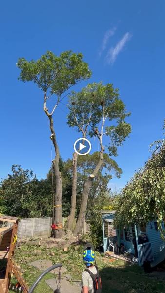 Ashsured Tree Experts Ltd