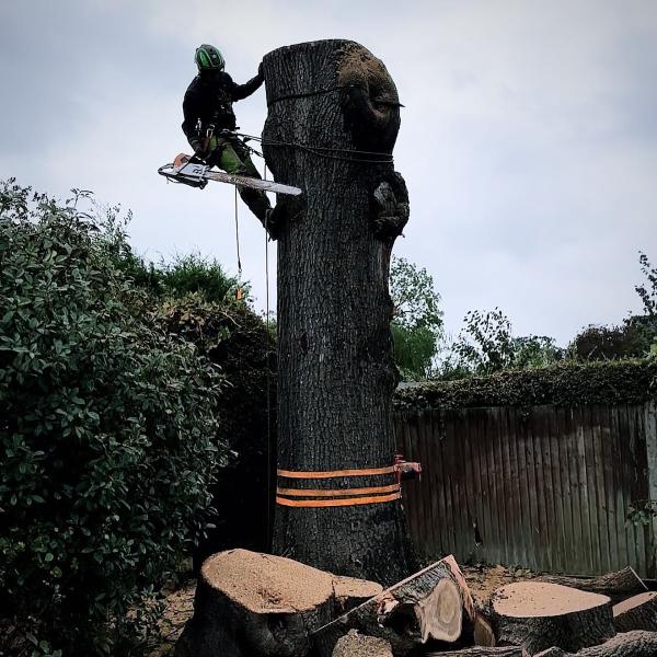 Ashsured Tree Experts Ltd