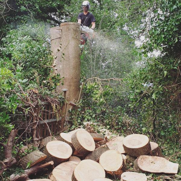 Ashsured Tree Experts Ltd