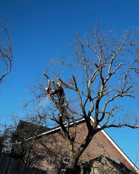 Northern Tree Services