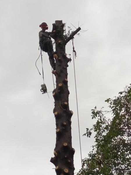 Amazon Tree Surgery