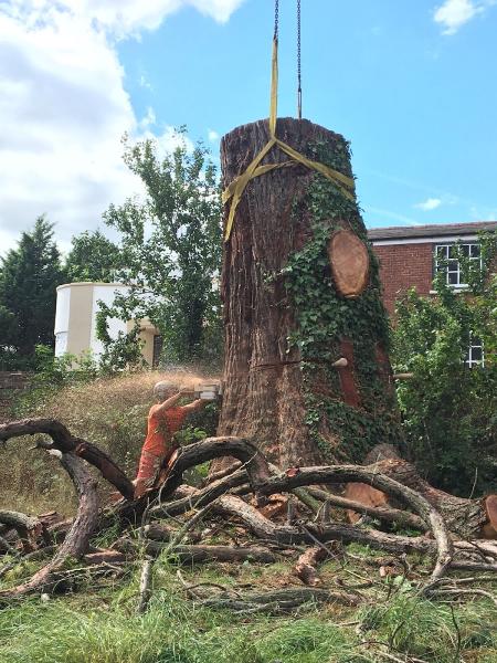 Kenny Stephenson Tree Care & Garden Services