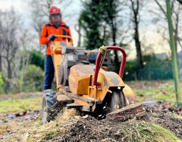 Edinburgh Stump Removal