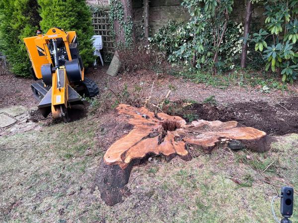 Edinburgh Stump Removal