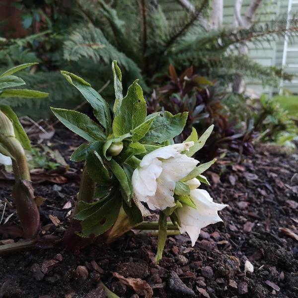 J Harris Garden Services