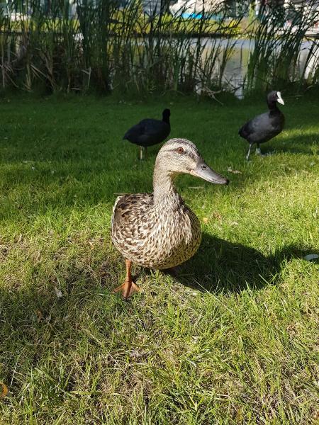 Squeaky Clean Cleaners