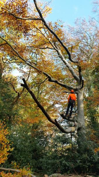 D Meadows Tree Surgery